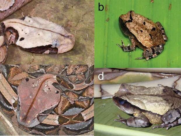 Хитроумная жаба, живущая в Африке, научилась притворяться гадюкой