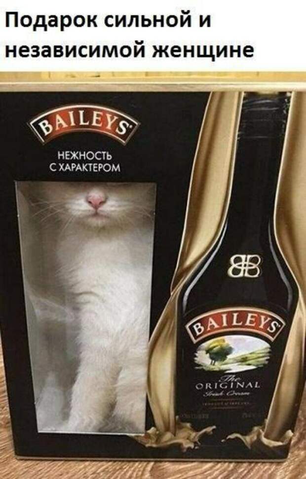 Субботний котопост коты, кошки, приколы с котами., смешные коты
