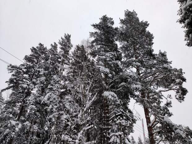 Тюменцы могут сдать живые ёлки б/у в зоопарк