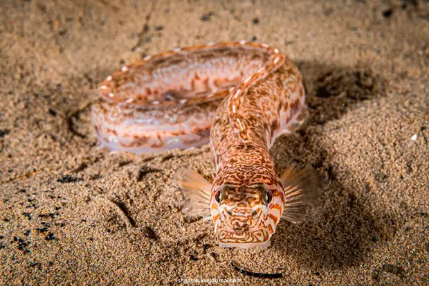 ������������ �����