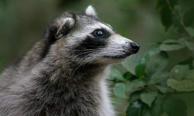 какие уши у енота. Смотреть фото какие уши у енота. Смотреть картинку какие уши у енота. Картинка про какие уши у енота. Фото какие уши у енота какие уши у енота. Смотреть фото какие уши у енота. Смотреть картинку какие уши у енота. Картинка про какие уши у енота. Фото какие уши у енота