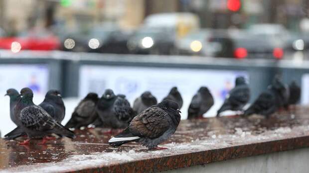 «Желтый» уровень опасности из-за гололедицы объявили в Москве до вечера 30 декабря