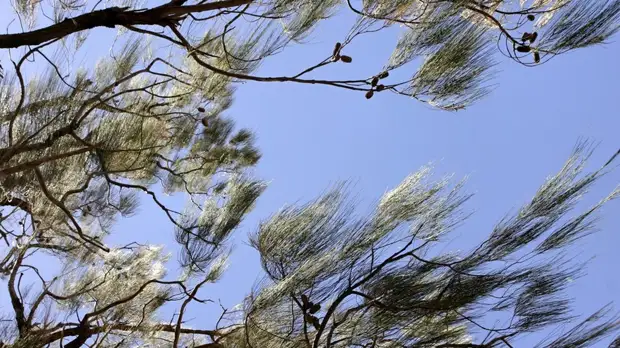 Синоптики предупредили об усилении ветра до 20 м/с в Краснодарском крае