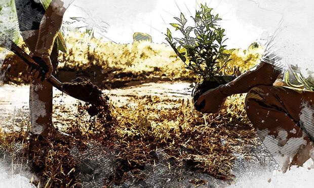 Эксперты дали советы, как спасти рассаду от чёрной ножки