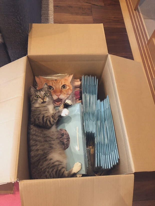 Котики оказались там, где их не должно быть, но они могут себе это позволить