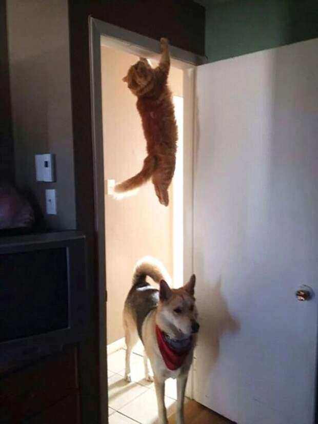 Фотография: Притяженья больше нет: 30 котиков, которые плевать хотели на законы физики №12 - BigPicture.ru
