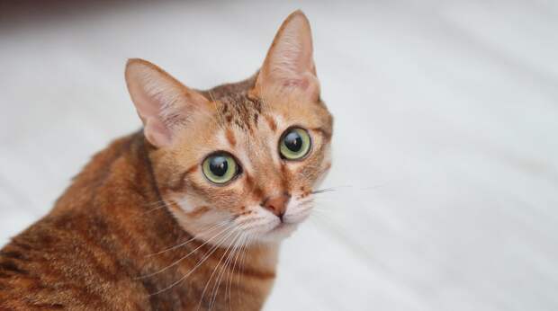 Зачем коту нужен мокрый нос: интересные факты