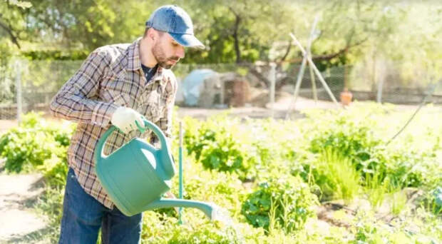 Штраф до 300 тысяч или срок: что грозит дачникам за запрещённые растения