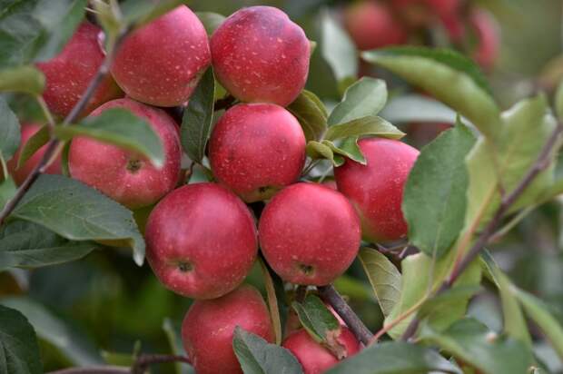 Господдержку АПК Адыгеи увеличили на 26 % за год