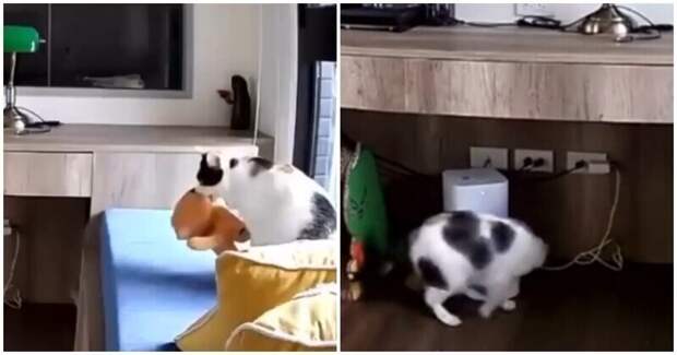 Кошечка подумала, что её любимая игрушка проголодалась и решила исправить ситуацию