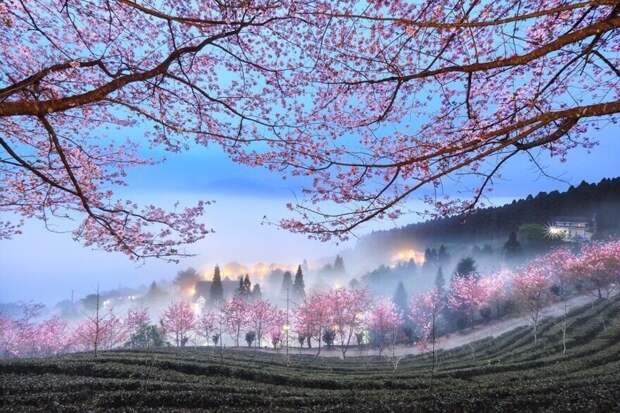 Цветение вишни, фотограф Shirley Wung
