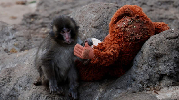 Больше не один: у обезьянки-сироты Панча появился настоящий друг