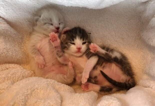 Без кота и жизнь не та