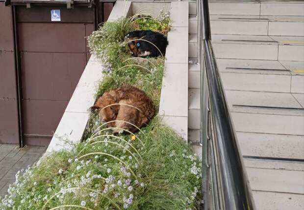 Укушенная бездомной собакой девочка из Пучежа получит 30 тысяч