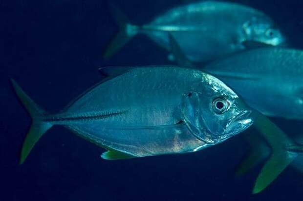 Каранкс-рыба-Описание-особенности-и-среда-обитания-рыбы-каранкс-18