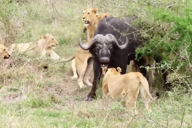 Стадо буйволов спасло собрата от 17 львов