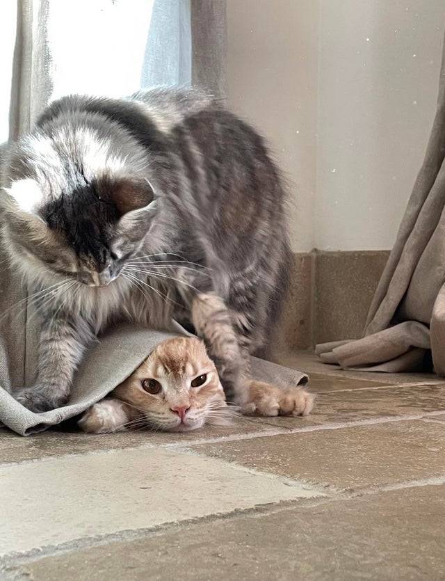 15 чудных котов, у которых своя атмосфера
