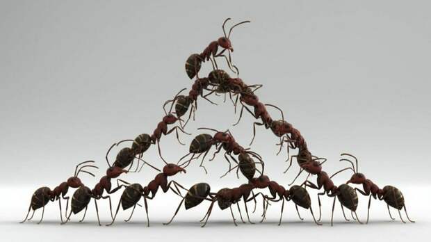 "Шоу дрессированных муравьев". Жительницу Барнаула возмутили платные развлечения в школе