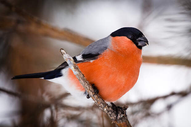 В Новосибирске похолодает до -35 градусов в день Алексея Рыбного 25 февраля