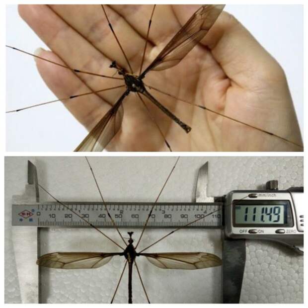 В Китае поймали гигантского комара-рекордсмена
