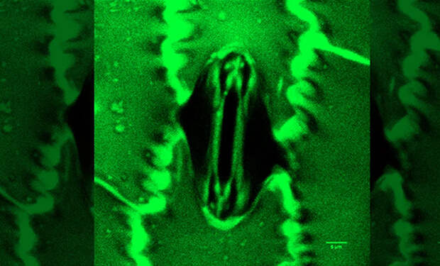 Источник фото: Plant Physiology, Volume 199, Issue 4, December 2025, kiaf600, https://doi.org/10.1093/plphys/kiaf600