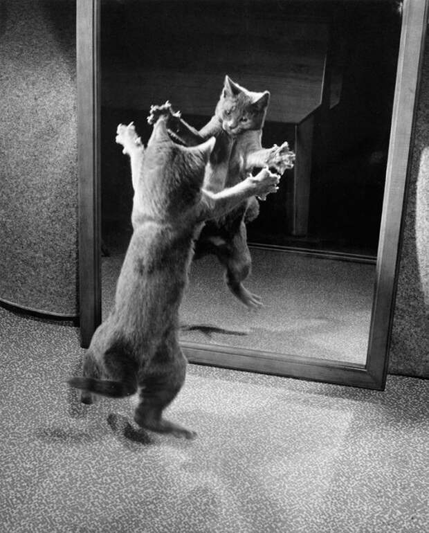Выпустив когти, котик нападает на собственное отражение в зеркале, 1964 national geographic, неопубликованное, фото