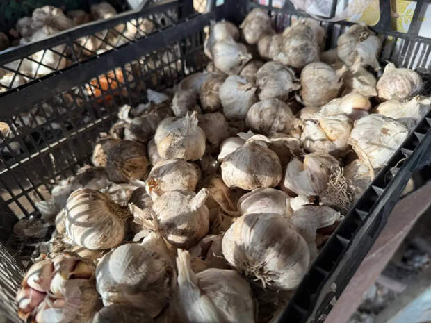 2 горсти в апреле — и чеснок вырастает размером с ладонь: огородники раскрыли секрет крупных головок