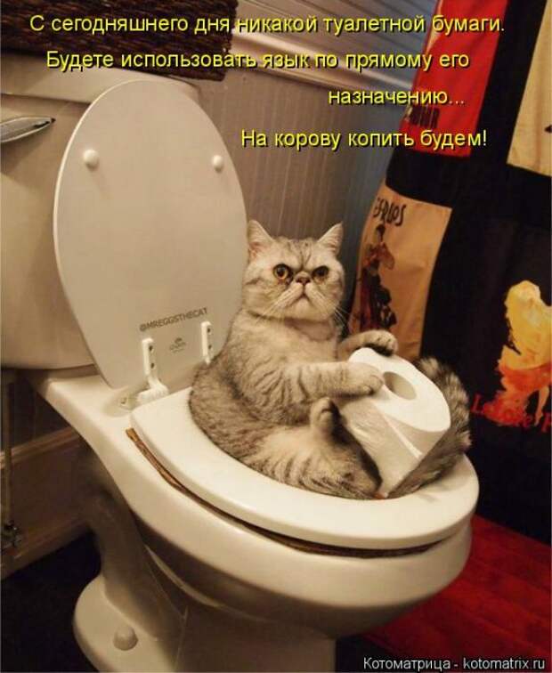 Лучшие котоматрицы недели (50 фото)