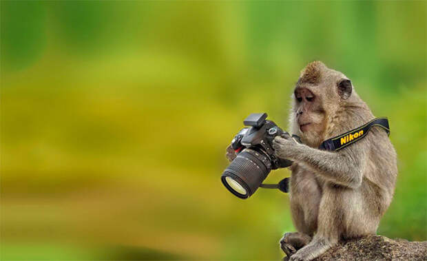 обезьянка фотографирует