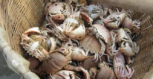 «Менталитет краба» или теория ведра с крабами