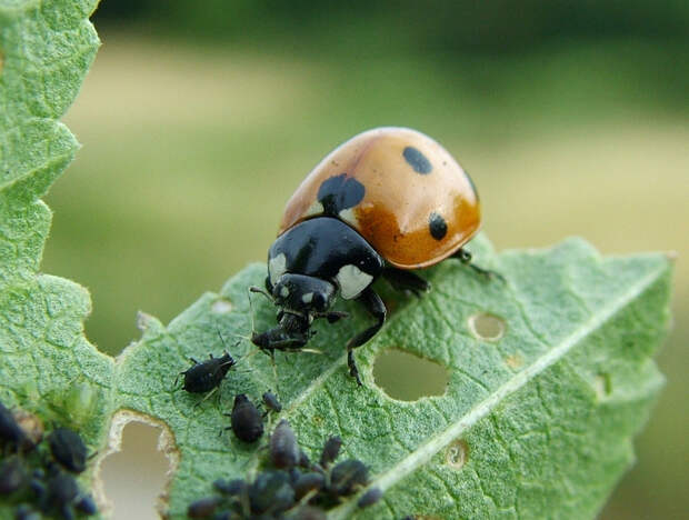 Суперхищники. Coccinellidae животные, факты