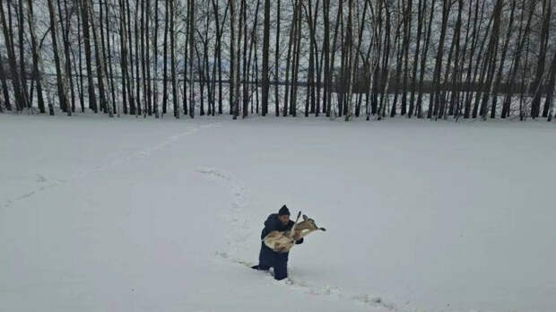 В Алькеевском районе экологи спасли косулю с поврежденной ногой