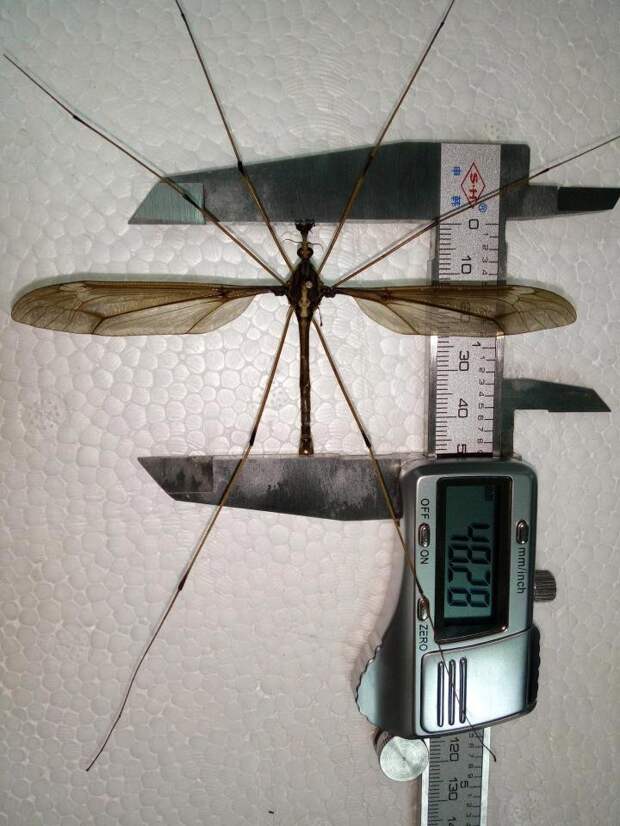 В Китае поймали комара ужасающих размеров ynews, гигант, исследование, комар, находка, рекорд, ученый, энтомолог