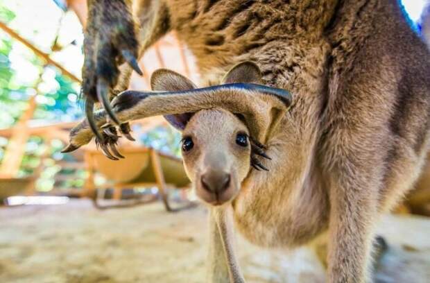 Выживают только сильнейшие... |Фото: livebets365.com.