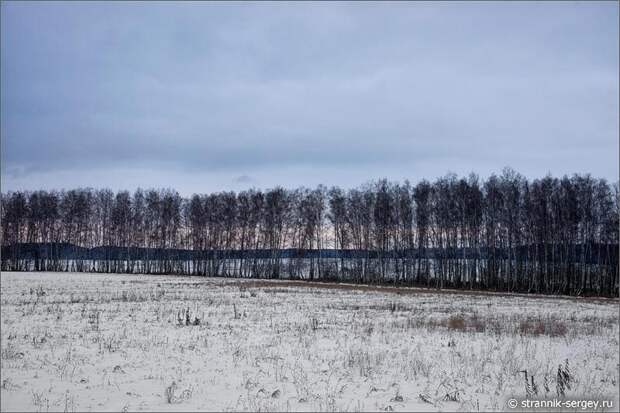 Зима, декабрь, поля, березовые леса