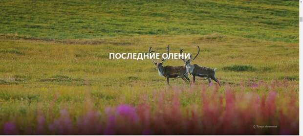 Современные чукчи, как они там? север, холод, чукчи