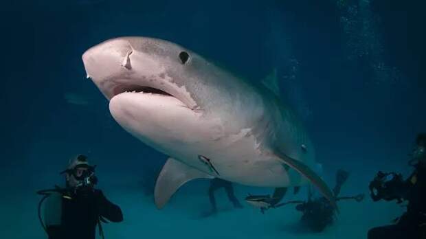 У острова Реюньон акула, предположительно, съела британского туриста