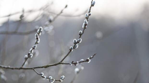 Вербная неделя в 2026 году: почему мы ставим вербу дома, и какие еще обряды дошли до наших дней