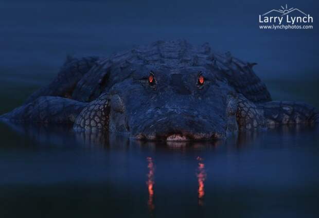 Парень просто сфотографировал ночное болото аллигаторы, дикая, природа, фото