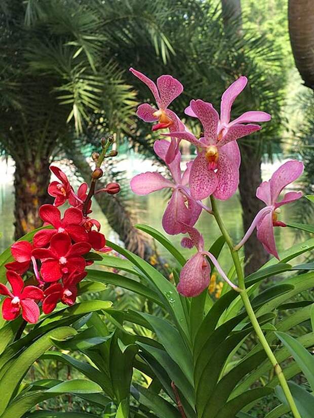 виды орхидей фото
