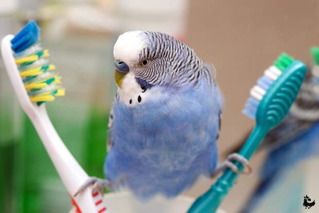 Чистота — залог здоровья. В том числе и для попугаев. Готовьтесь ежедневно убирать клетку, менять поилку и кормушку. 