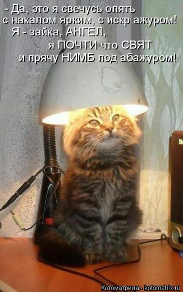 Лучшие котоматрицы недели (50 фото)