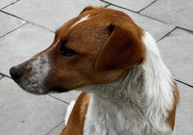 Собака покусала дошкольника в Калининском районе Петербурга