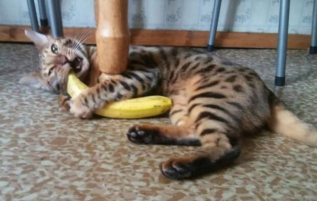 Кот кусает от любви, что делать?