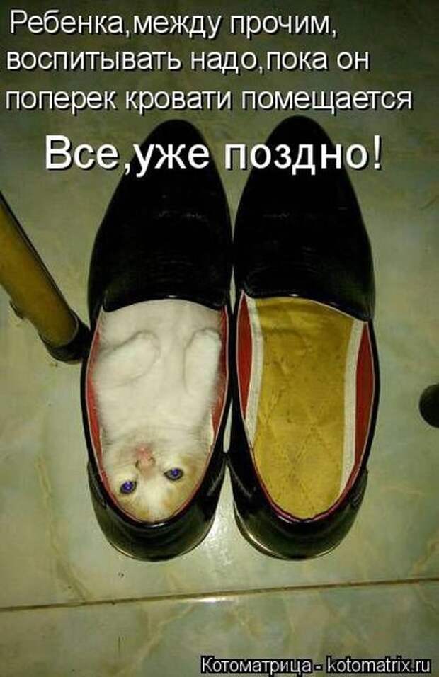 Лучшая котоматрица недели (43 фото)