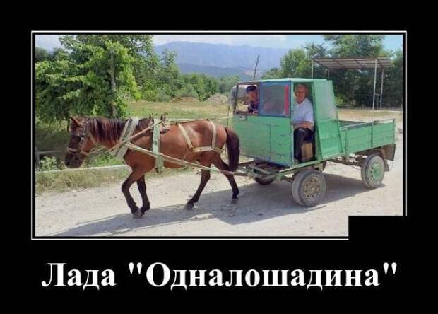 Демотиваторы от Водяной за 15 мая 2019 Каламбур, демотиваторы, животные, коты, юмор