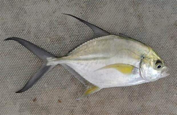 Каранкс-рыба-Описание-особенности-и-среда-обитания-рыбы-каранкс-15