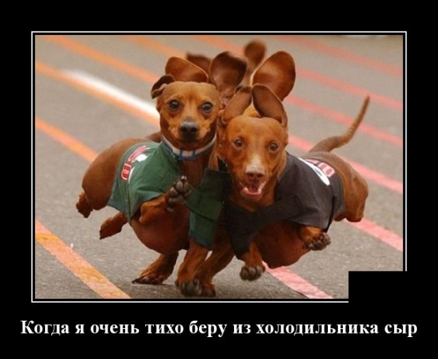 Демотиваторы (20 фото)