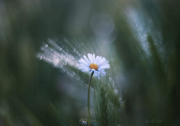 Daisy  by ☼Lara ☼ on 500px.com