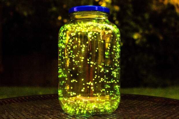 I Put Some Fireflies In A Jar And Did A Long Exposure For 3 Minutes. (Don